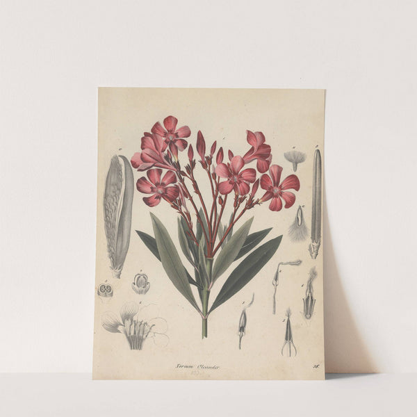 Giftpflanzen-Buch Pl.18 (1845) by Friedrich Berge