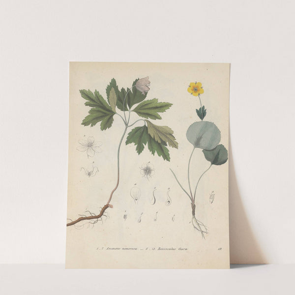 Giftpflanzen-Buch Pl.19 (1845) by Friedrich Berge