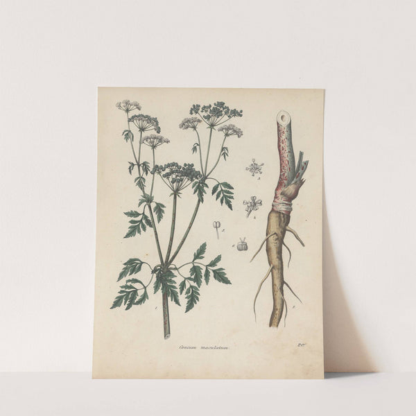 Giftpflanzen-Buch Pl.20 (1845) by Friedrich Berge