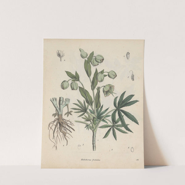 Giftpflanzen-Buch Pl.21 (1845) by Friedrich Berge