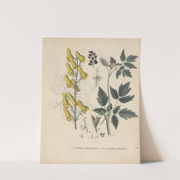 Giftpflanzen-Buch Pl.22 (1845) by Friedrich Berge