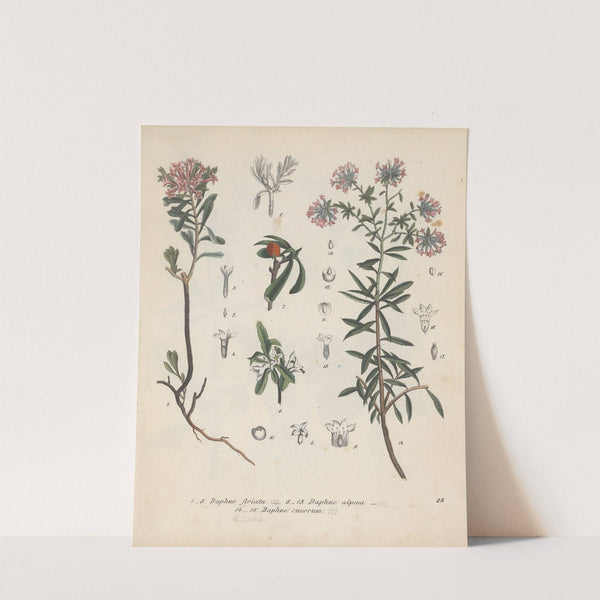 Giftpflanzen-Buch Pl.23 (1845) by Friedrich Berge