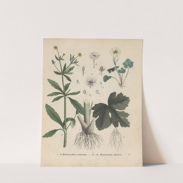 Giftpflanzen-Buch Pl.24 (1845) by Friedrich Berge