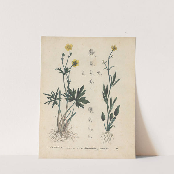 Giftpflanzen-Buch Pl.25 (1845) by Friedrich Berge