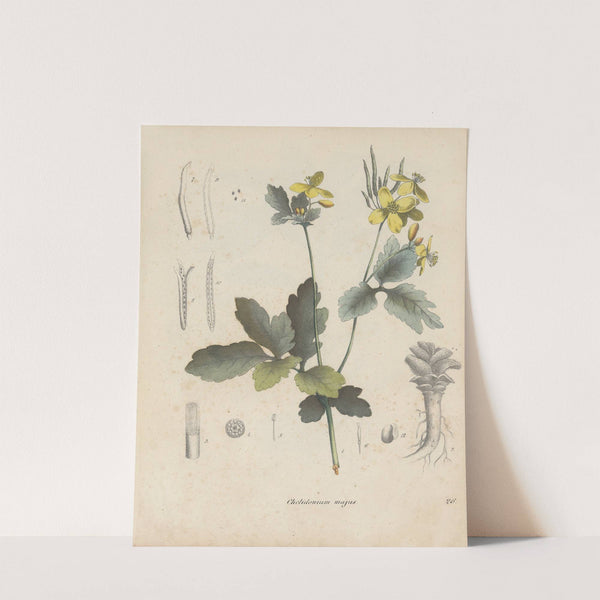 Giftpflanzen-Buch Pl.26 (1845) by Friedrich Berge