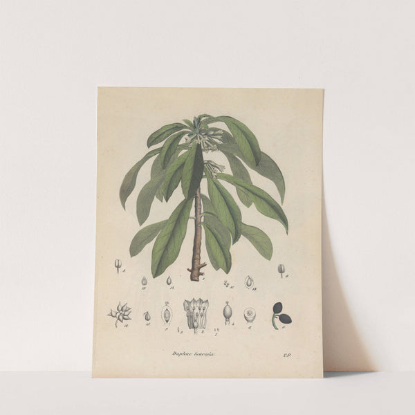 Giftpflanzen-Buch Pl.29 by Friedrich Berge