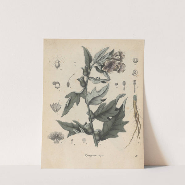 Giftpflanzen-Buch Pl.31 by Friedrich Berge