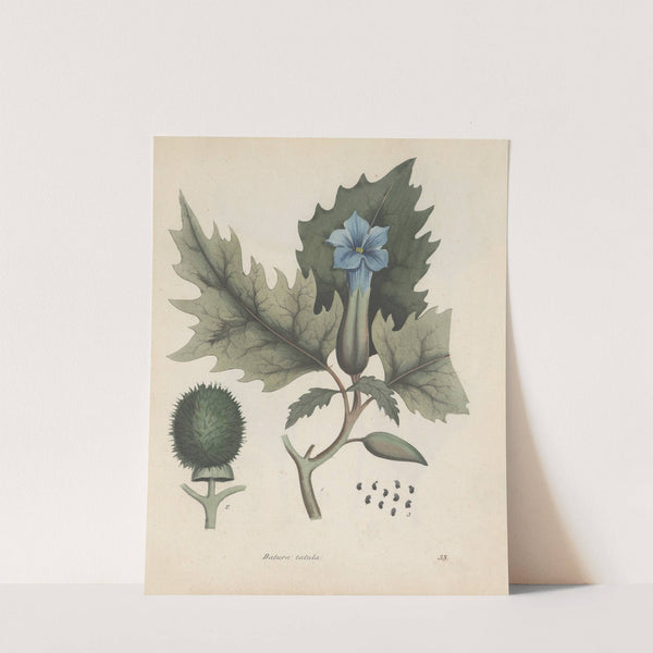 Giftpflanzen-Buch Pl.33 by Friedrich Berge