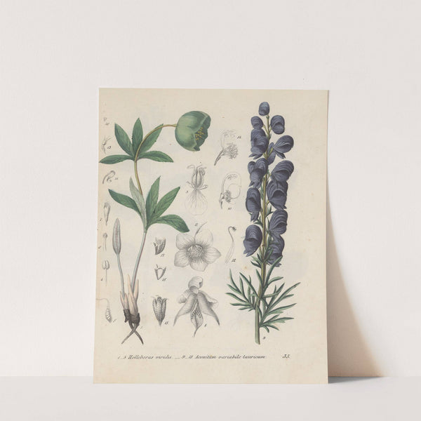 Giftpflanzen-Buch Pl.35 by Friedrich Berge