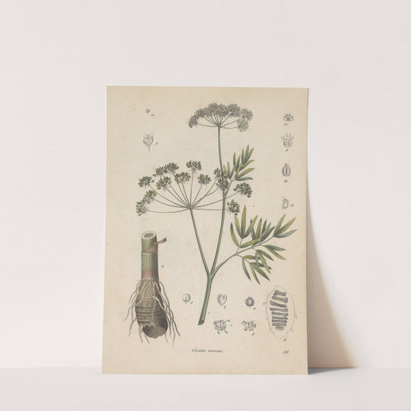 Giftpflanzen-Buch Pl.38 by Friedrich Berge