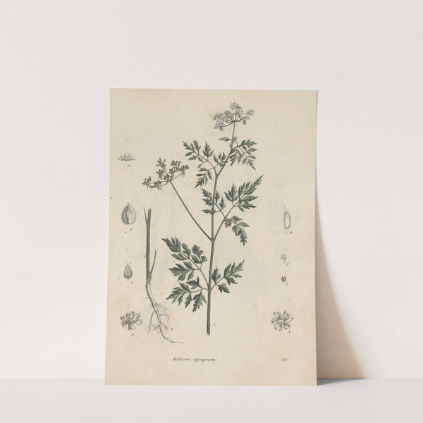 Giftpflanzen-Buch Pl.39 by Friedrich Berge