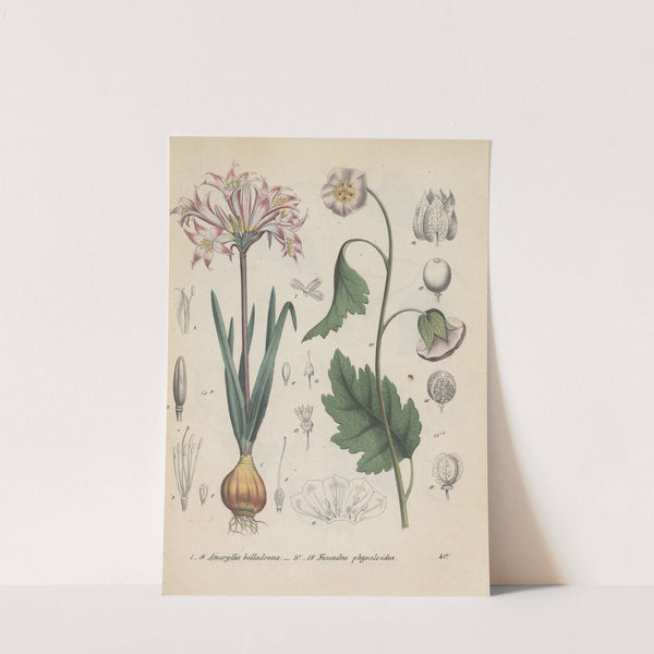 Giftpflanzen-Buch Pl.40 by Friedrich Berge