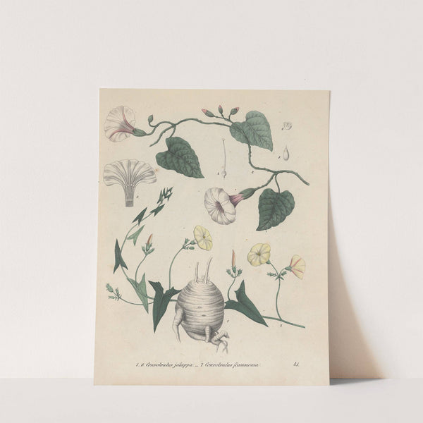 Giftpflanzen-Buch Pl.41 by Friedrich Berge