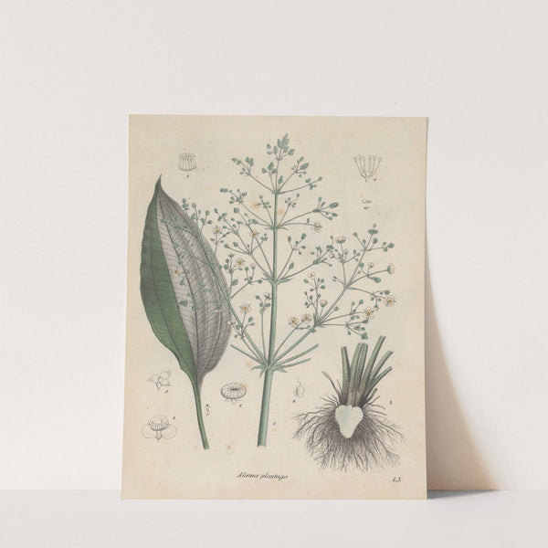 Giftpflanzen-Buch Pl.43 by Friedrich Berge