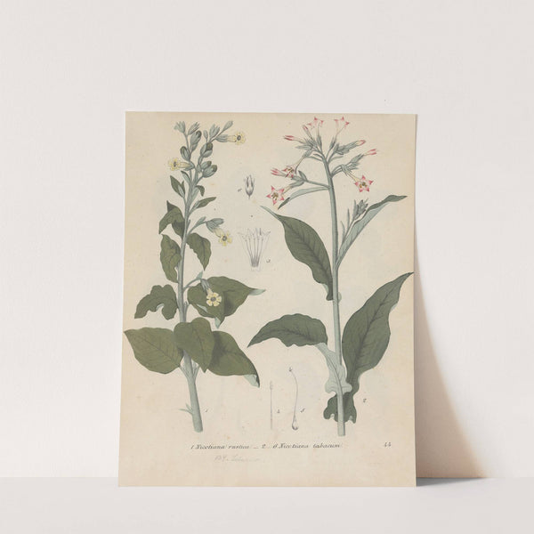 Giftpflanzen-Buch Pl.44 by Friedrich Berge