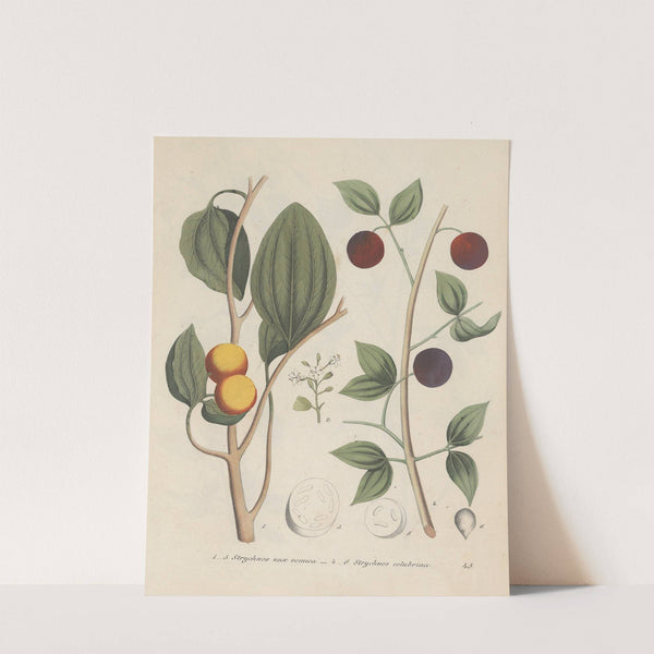 Giftpflanzen-Buch Pl.45 by Friedrich Berge