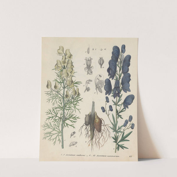 Giftpflanzen-Buch Pl.47 (1845) by Friedrich Berge