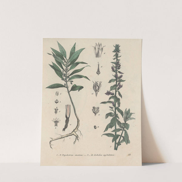 Giftpflanzen-Buch Pl.48 (1845) by Friedrich Berge