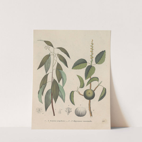 Giftpflanzen-Buch Pl.50 (1845) by Friedrich Berge