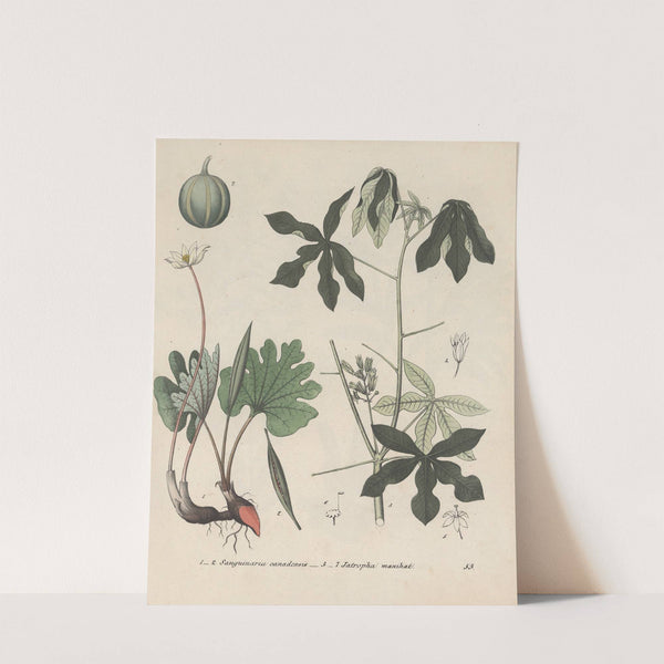 Giftpflanzen-Buch Pl.53 (1845) by Friedrich Berge