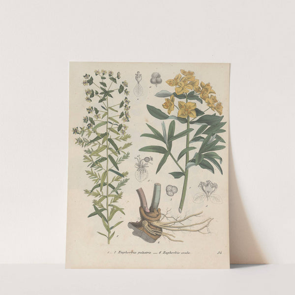 Giftpflanzen-Buch Pl.54 (1845) by Friedrich Berge