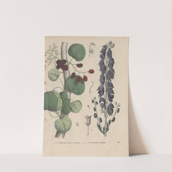 Giftpflanzen-Buch Pl.55 (1845) by Friedrich Berge