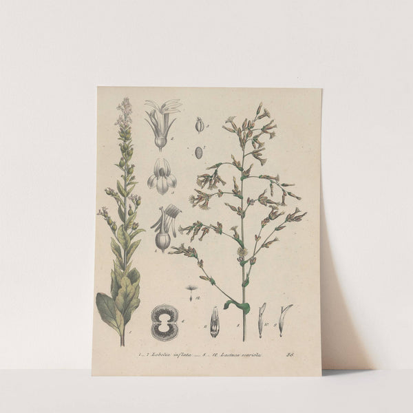 Giftpflanzen-Buch Pl.56 (1845) by Friedrich Berge