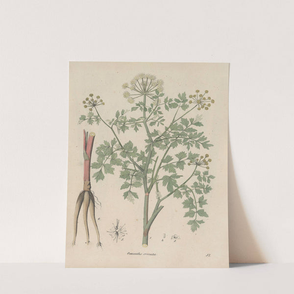 Giftpflanzen-Buch Pl.57 (1845) by Friedrich Berge