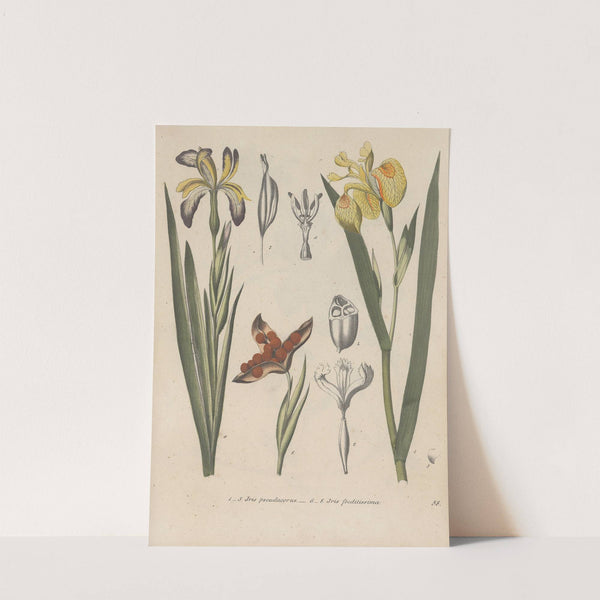 Giftpflanzen-Buch Pl.58 (1845) by Friedrich Berge