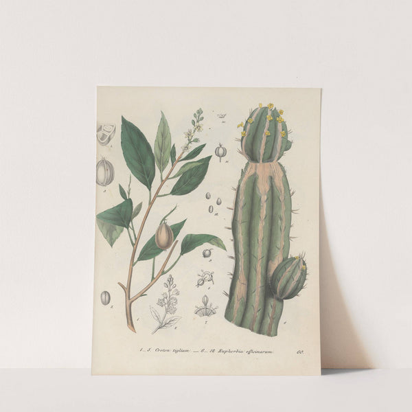 Giftpflanzen-Buch Pl.60 (1845) by Friedrich Berge