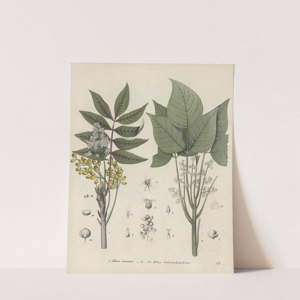 Giftpflanzen-Buch Pl.63 (1845) by Friedrich Berge