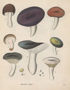 Giftpflanzen-Buch Pl.65