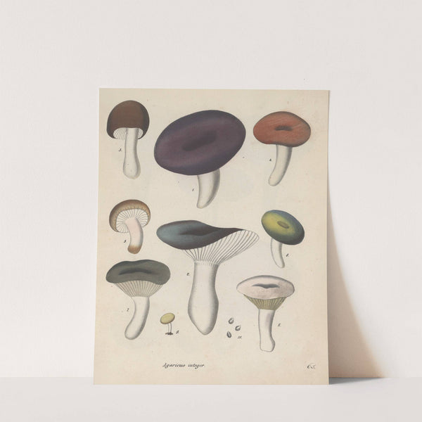 Giftpflanzen-Buch Pl.65 (1845) by Friedrich Berge