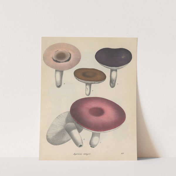 Giftpflanzen-Buch Pl.66 (1845) by Friedrich Berge