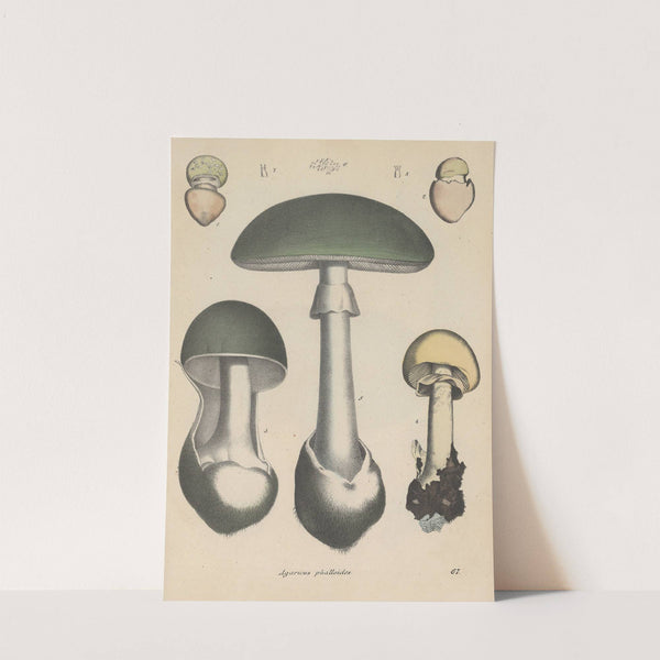 Giftpflanzen-Buch Pl.67 by Friedrich Berge