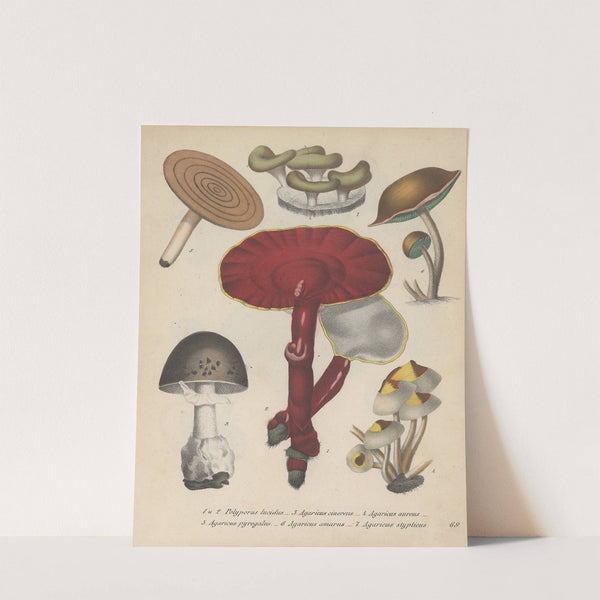 Giftpflanzen-Buch Pl.69 by Friedrich Berge