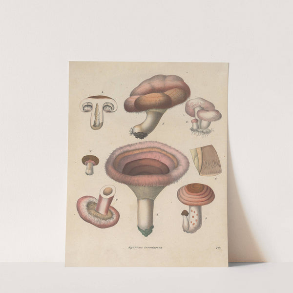 Giftpflanzen-Buch Pl.70 by Friedrich Berge