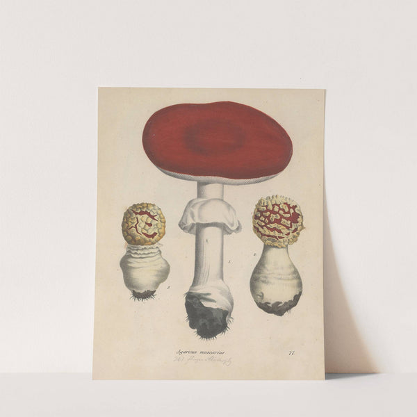 Giftpflanzen-Buch Pl.71 by Friedrich Berge