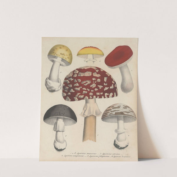 Giftpflanzen-Buch Pl.72 by Friedrich Berge