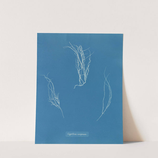 Gigartina compressa by Anna Atkins