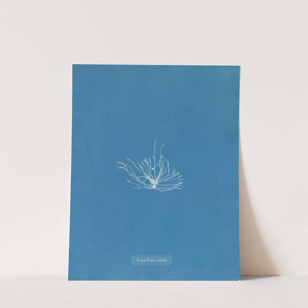 Gigartina erecta by Anna Atkins