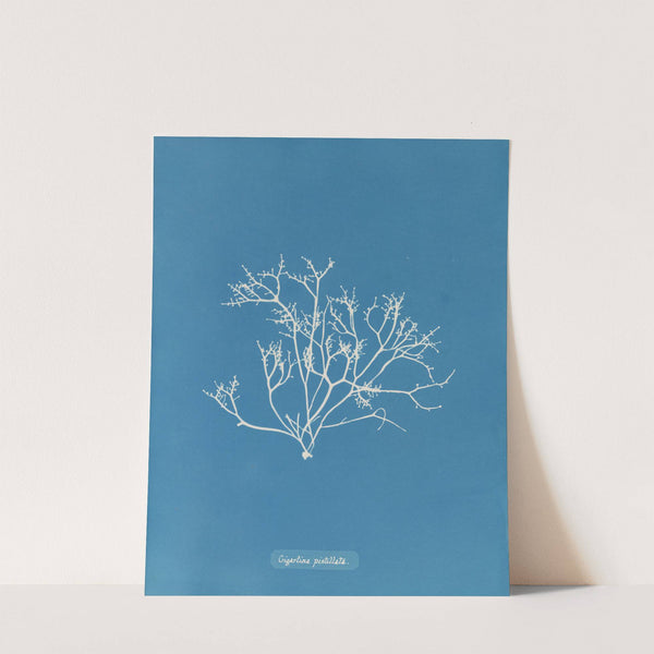 Gigartina pistillata (1843-1853) by Anna Atkins