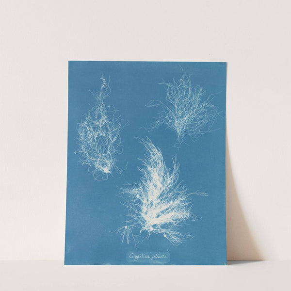 Gigartina plicata (1843-1853) by Anna Atkins