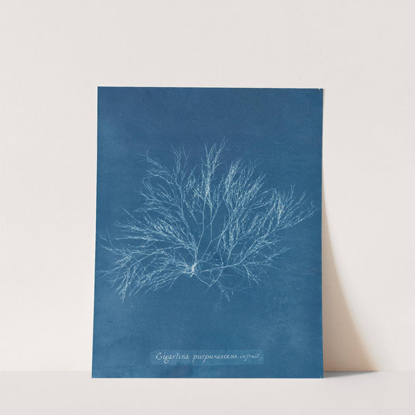 Gigartina purpurascens in fruit (1843-1853) by Anna Atkins