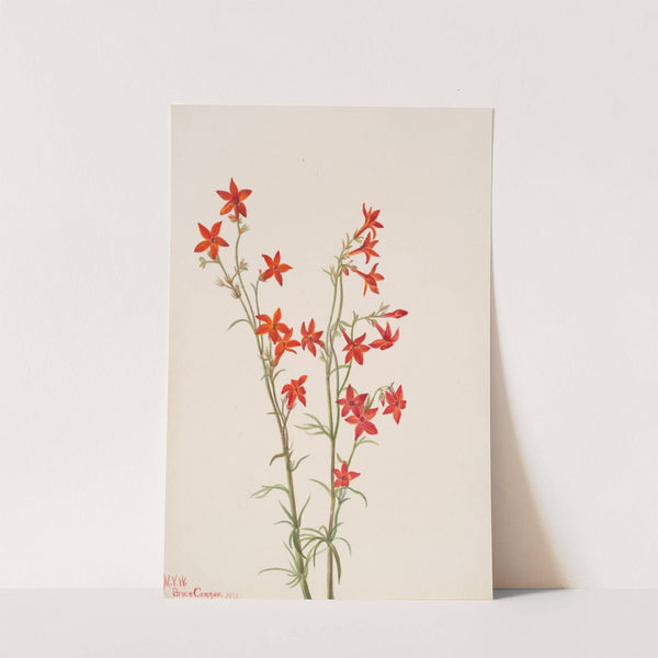 Gilia arizonica (1931) by Mary Vaux Walcott