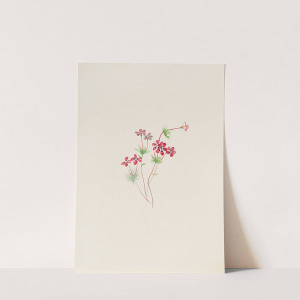 Gilia linanthus parviflorus (ca. 1900-1930) by Mary Vaux Walcott