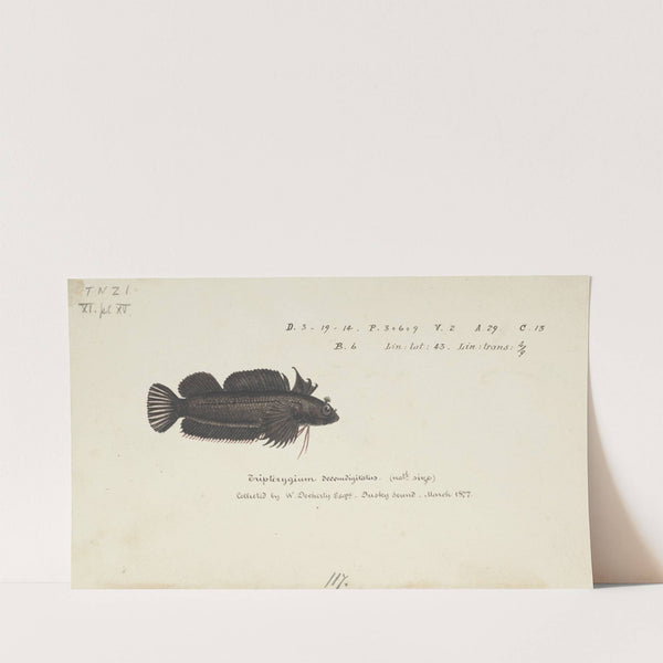 Gilloblennius tripennis : Spectacled triplefin (1877) by Frank Edward Clarke