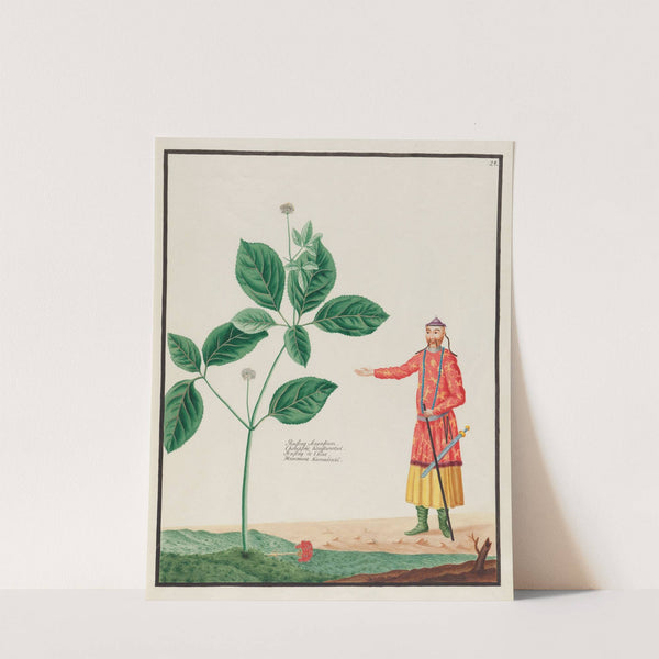 Ginseng Sinensium (1797–1810) by Petr Martynovich Gofman