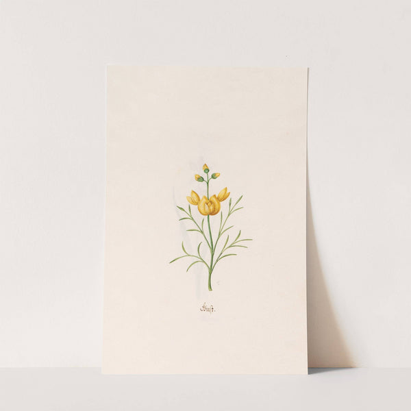 Ginst (1692) by Magdelena Rosina Funck