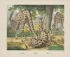 Giraffe (1829-1880)